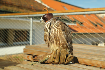 Sitting Falco peregrinus on glove together with his owner just before the flight when he looks out...