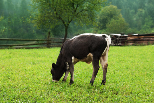 Brown and white calf on green pasture in summer. Cow farm