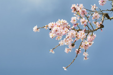 Spring Almond Blossom