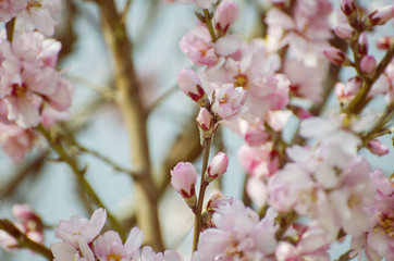 Almond Spring Blossom