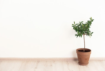 Flowerpot with young olive tree near light wall. Space for text