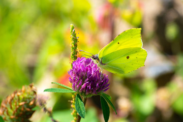 Butterfly on clover