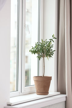 Flowerpot with young olive tree on window sill