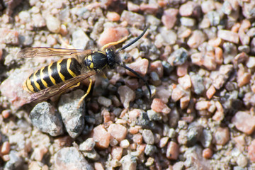 Wasp on stone pebbles, macro