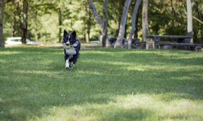 A border collie puppy plays with the ball in the woods