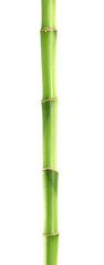 Fototapeta premium Beautiful green bamboo stem on white background