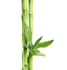 Fototapeta na wymiar Green bamboo stems with leaves on white background