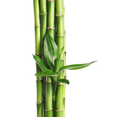 Fototapeta na wymiar Green bamboo stems with leaves on white background