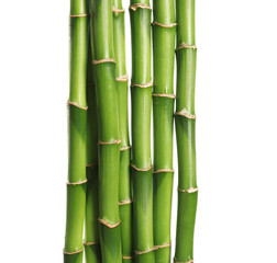 Beautiful green bamboo stems on white background