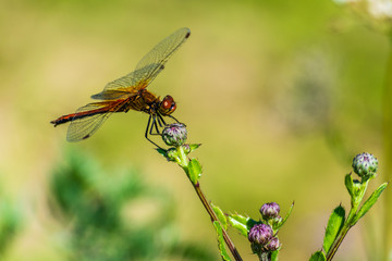 Dragonfly on flower bud