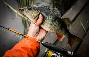 Fishing background. Trophy perch.