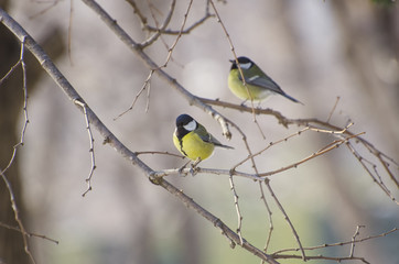 Tit Birds at Spring Branch