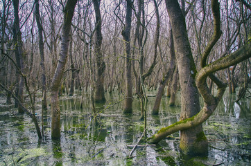 Spring Water Forest