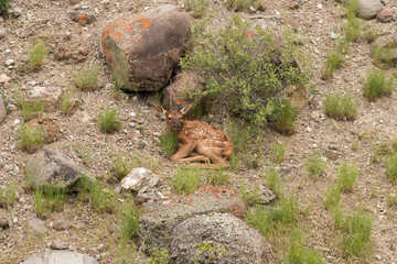 Newborn elk calf napping