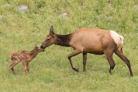 Elk kiss