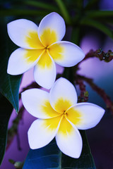 frangipani flower