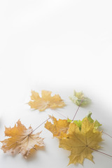 Naklejka na ściany i meble autumn maple leaves on white background
