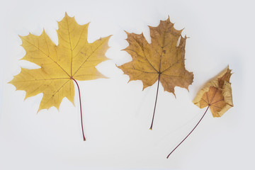 autumn maple leaves on white background