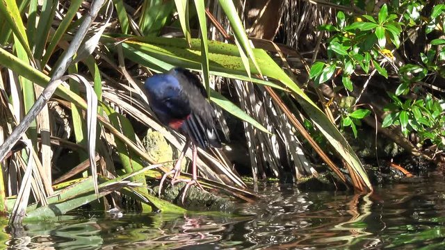 A New Zealand Takahe Bird Standing On Rock In The Pond For Body Cleaning