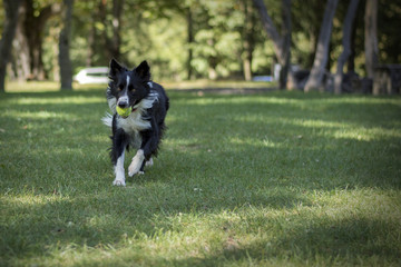 Naklejka na ściany i meble A border collie puppy plays with the ball in the woods