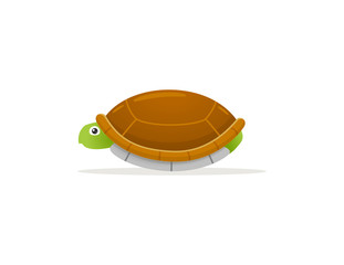 turtles hide in the shell