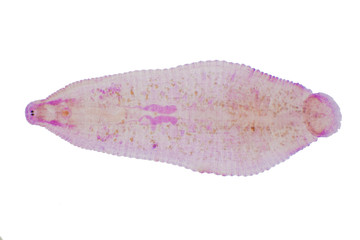 Leech of cattle and other grazing animals