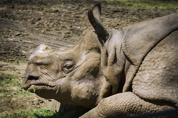 Rhinoceros at Ground