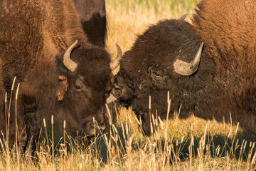 Bull bison giving a cow a kiss during the mating season © mtnmichelle