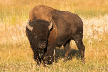 Bull bison at sunrise