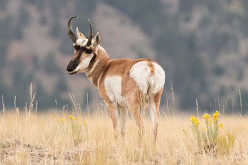 Pronghorn buck