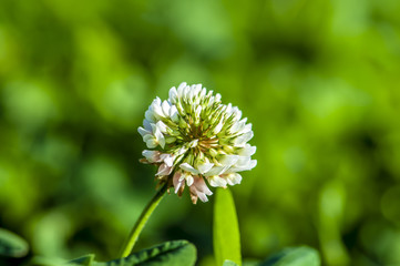 Flowering of Trifolium Linn