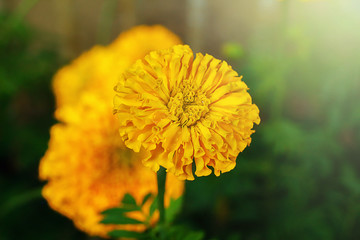 Lots of beautiful marigolds in a garden with Mexican marigold lighting, Aztec marigold, African marigold