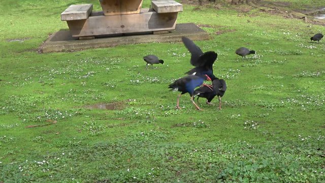 The New Zealand Takahe(Pukeko) Birds Courting And Mating