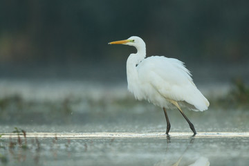 Great white egret (Egretta alba)
