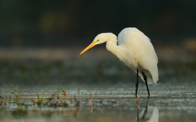 Great white egret (Egretta alba)