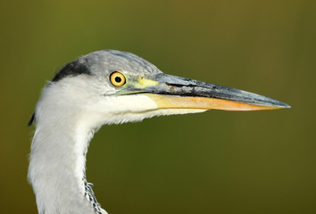 Grey heron (Ardea cinerea)