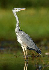 Grey heron (Ardea cinerea)