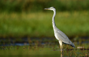Grey heron (Ardea cinerea)