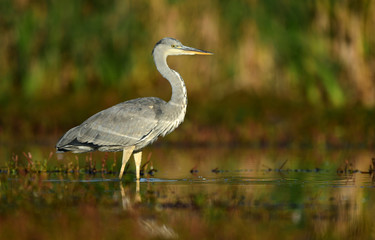 Grey heron (Ardea cinerea)