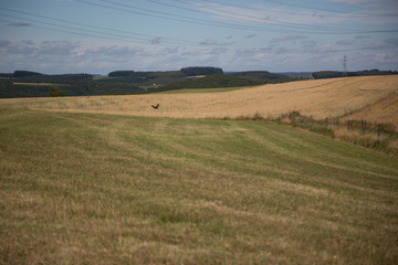 Obraz premium landscape with wheat field and blue sky