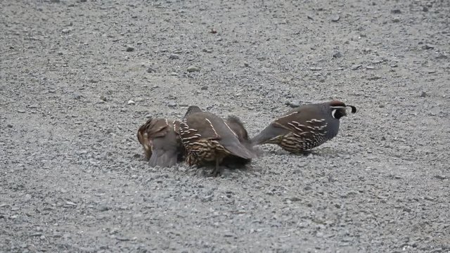 Grey California Quails Playing On Sand