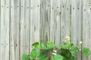 old rustic fence wooden background with plant 