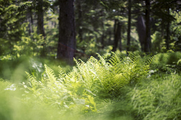 Backlit Ferns