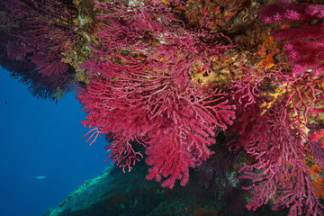 Gorgonian soft coral Paramuricea clavata underwater in the Mediterranean sea, Cap de Creus, Costa...