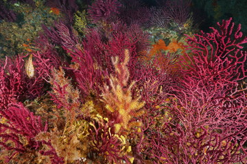 Fototapeta premium Gorgoński miękki koral pod wodą w Morzu Śródziemnym, wiosenny bicz morski Paramuricea clavata, Cap de Creus, Costa Brava, Hiszpania