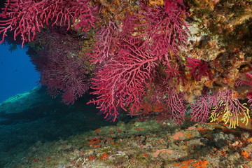Naklejka premium Gorgonian Violescent sea-whip, Paramuricea clavata, podwodne w Morzu Śródziemnym, Cap de Creus, Costa Brava, Hiszpania