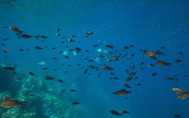 Fototapeta na wymiar Mediterranean sea underwater a school of fishes (damselfish with sea breams and atherina), France