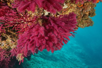 Obraz premium Red gorgonian soft coral, violescent sea-whip Paramuricea clavata, underwater in the Mediterranean sea, Cap de Creus, Costa Brava, Spain