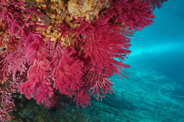 Fototapeta premium Red gorgonian Paramuricea clavata underwater in the Mediterranean sea, Cap de Creus, Costa Brava, Spain