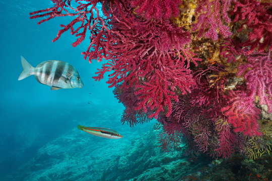 Red gorgonian soft coral, Paramuricea clavata, with fish underwater in the Mediterranean sea, Cap de Creus, Costa Brava, Spain